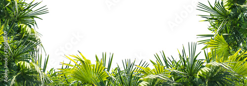 rahmen aus üppigen palmenblättern