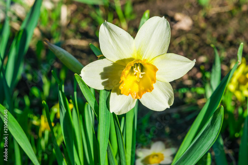 Fototapeta Naklejka Na Ścianę i Meble -  Flowers daffodils spring outdoors among green leaves and grass, sun-lit close-up
