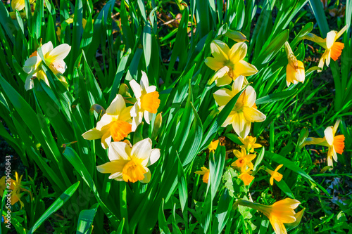 Fototapeta Naklejka Na Ścianę i Meble -  Flowers daffodils spring outdoors among green leaves and grass, sun-lit close-up
