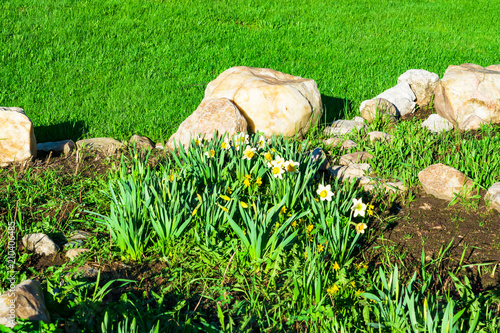 Fototapeta Naklejka Na Ścianę i Meble -  Flowers daffodils spring outdoors among green leaves and grass, sun-lit close-up
