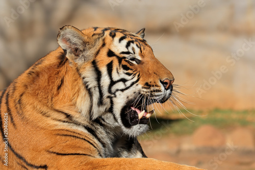 Portrait of a Bengal tiger (Panthera tigris bengalensis).
