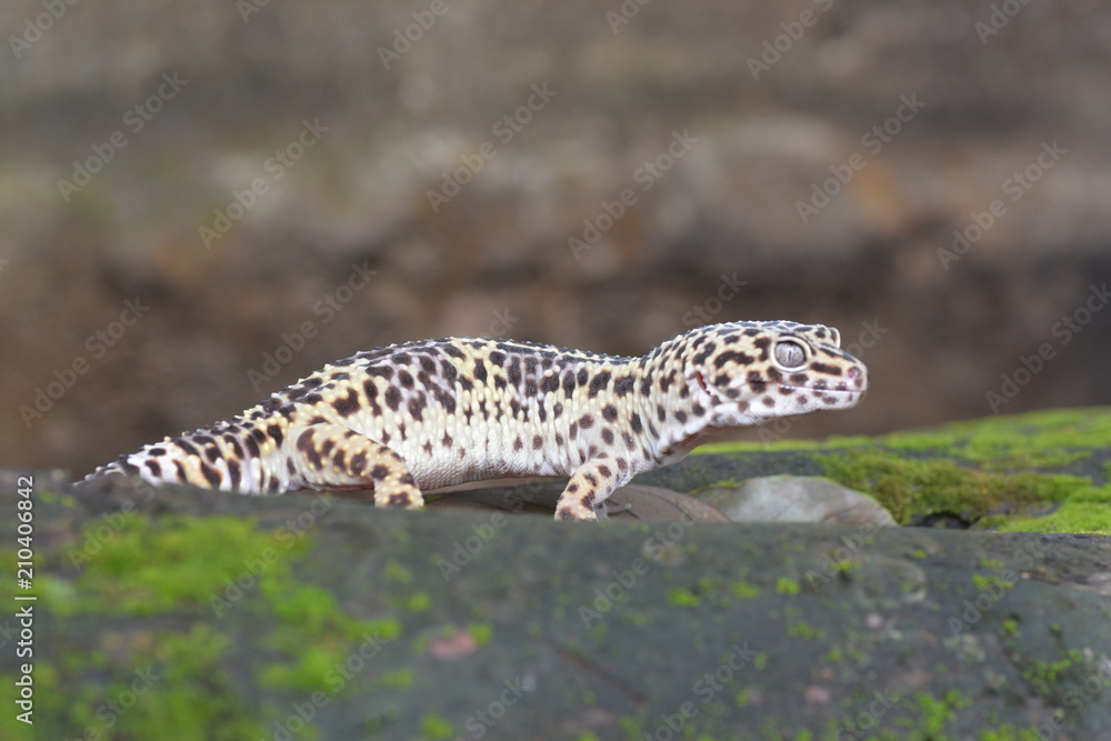 gecko gecko
