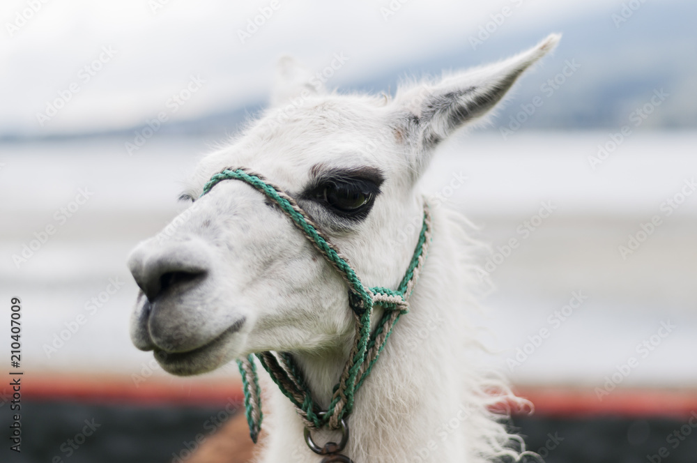 Obraz premium Portret lamy (Lama glama) / Portret białej lamy (Lama glama) patrząc w kamerę.