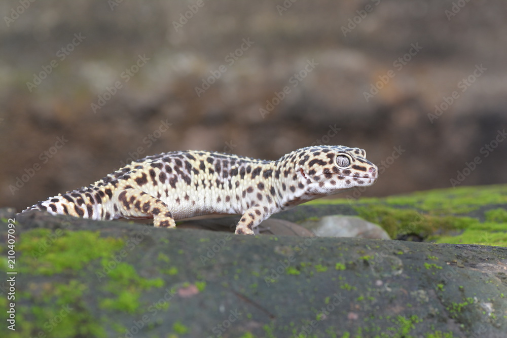 gecko gecko