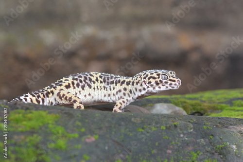 gecko © yans project