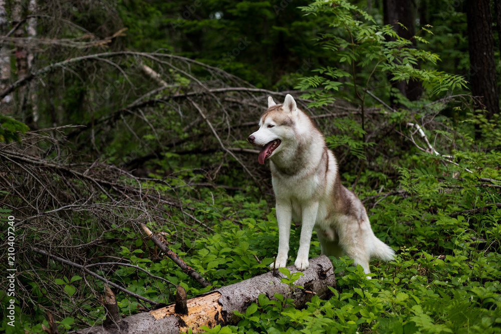 Profile Portrait of gorgeous beige and white Siberian Husky dog standing in the forest on the tree on a rainy day Profile Portrait of gorgeous beige and white Siberian Husky dog standing in the forest on the tree on a rainy day