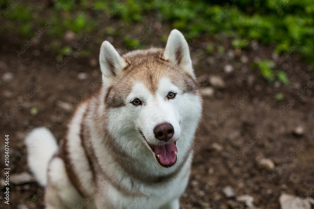 Close-up image of beautiful dog breed siberian husky in the forest. Portrait of friendly dog looks like a wolf Close-up image of beautiful dog breed siberian husky in the forest. Portrait of friendly dog looks like a wolf