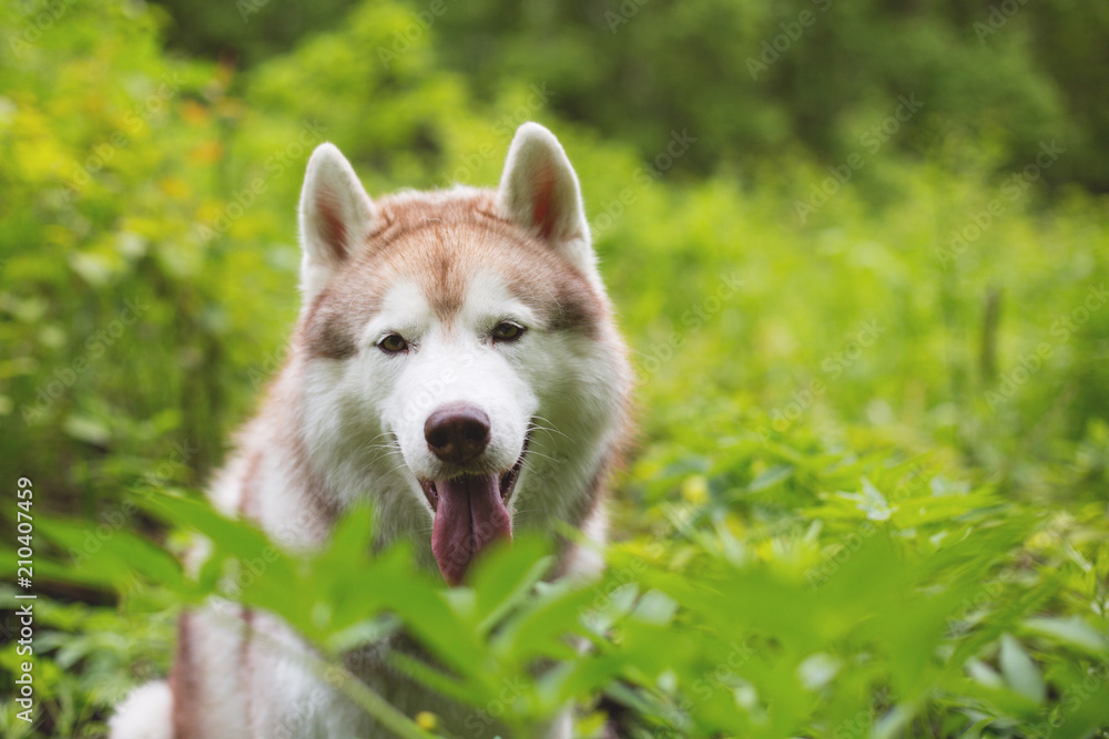 Close-up image of beautiful dog breed siberian husky sitting in the grass. Portrait of friendly husky dog on green natural background Close-up image of beautiful dog breed siberian husky sitting in the grass. Portrait of friendly husky dog on green natural background