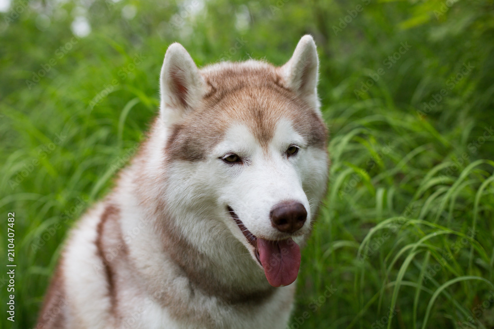 Close-up image of beautiful dog breed siberian husky sitting in the grass. Portrait of friendly husky dog on green natural background