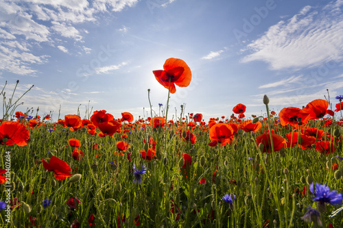 Fototapeta Naklejka Na Ścianę i Meble -  Fantastic view of wonderful poppy field in late may. Gorgeously blooming lit by summer sun red wild flowers against bright blue sky with puffy white clouds. Beauty and tenderness of nature concept.