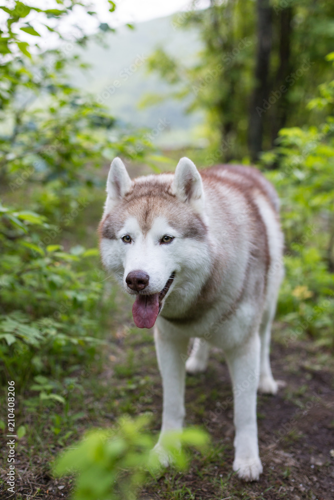 Portrait of wild and free dog breed Siberian husky standing in the forest. A dog on a natural background in summer season on cloudy day