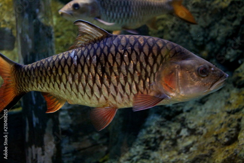 Fish : Hampala barb (Hampala macrolepidota)