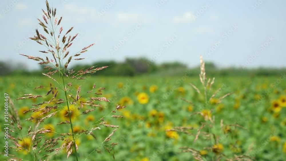 Sunflower field, sunflowers swaying from the wind. 4K Sunflower field, sunflowers swaying from the wind. 4K