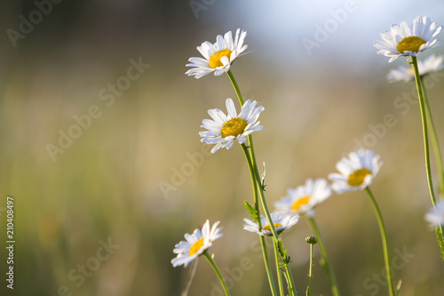 Foto Close-up isolated group of tender beautiful wild white daises lit by morning sun growing on high stems in field or garden on blurred foggy soft green background