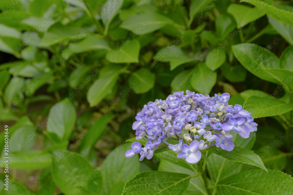 紫陽花 紫陽花