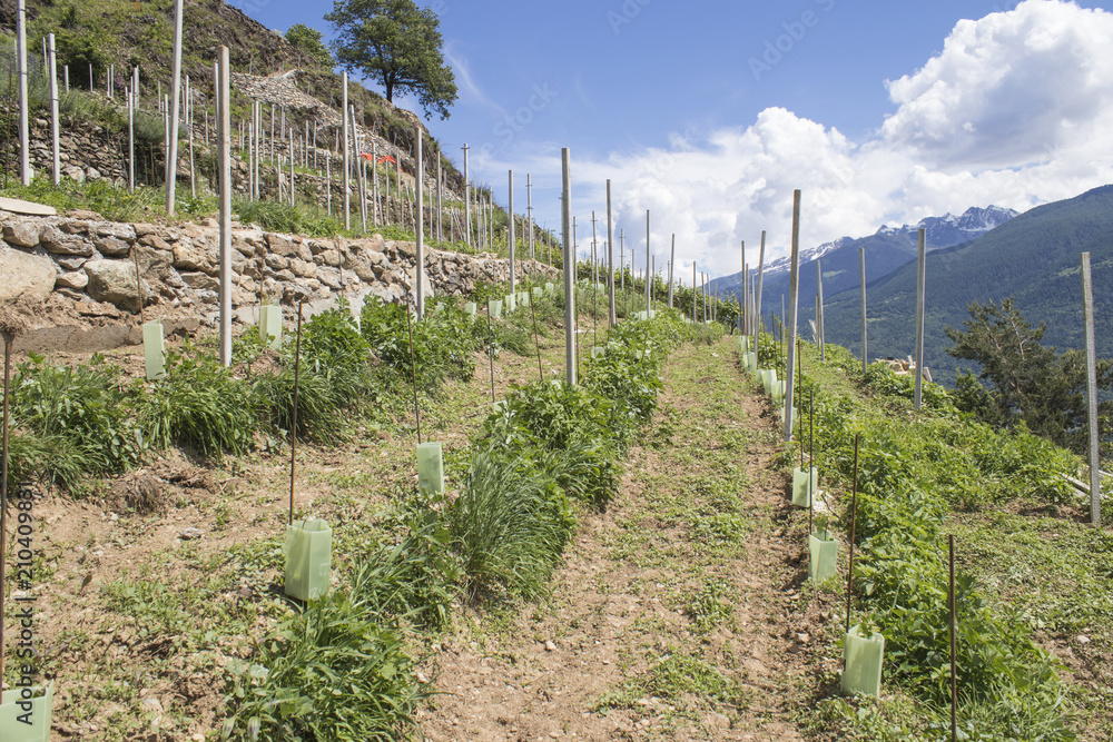 Preparation of a new vineyard with blue sky and clouds