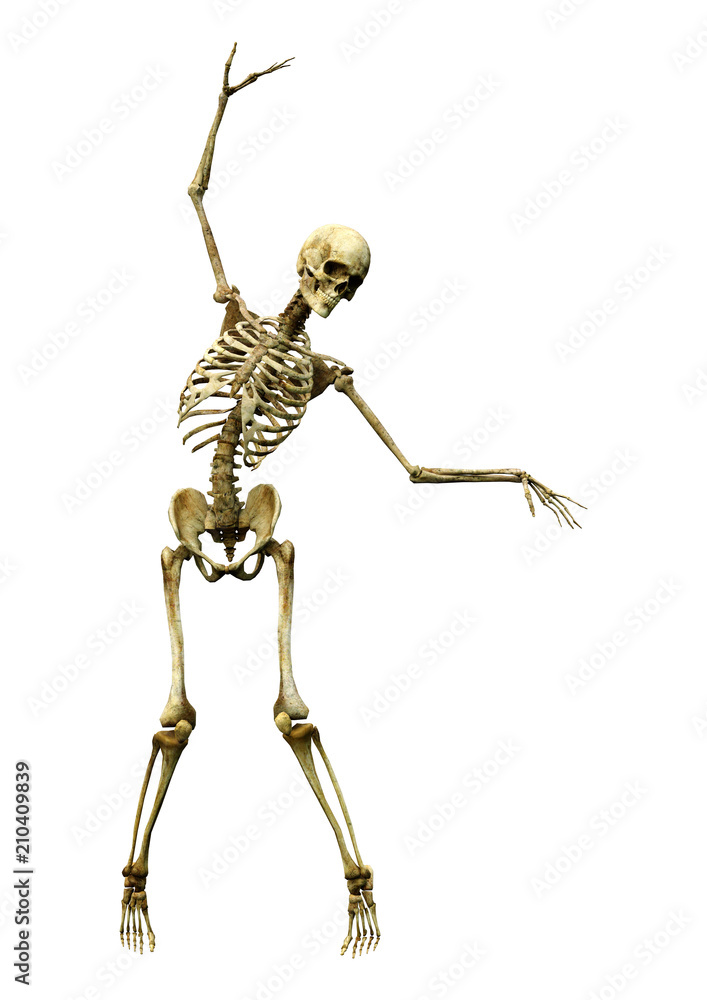 3D Rendering Human Skeleton on White 3D Rendering Human Skeleton on White