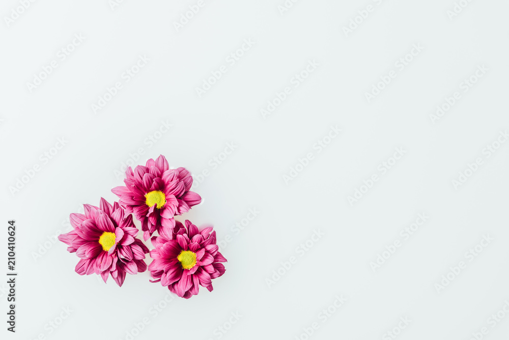 top view of beautiful pink chrysanthemum flowers in milk backdrop