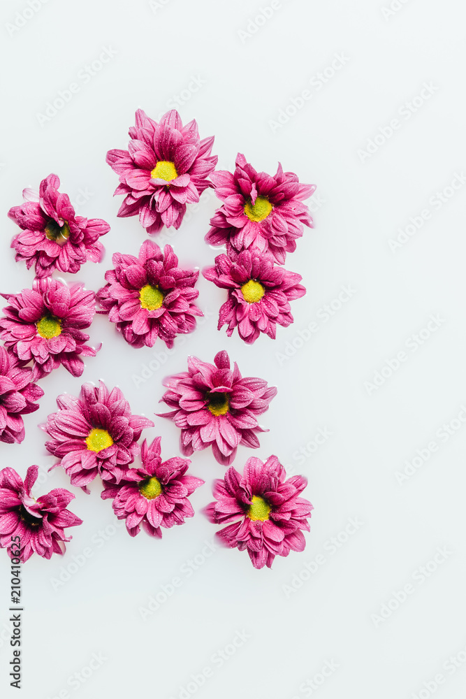 top view of beautiful pink chrysanthemum flowers in milk backdrop top view of beautiful pink chrysanthemum flowers in milk backdrop