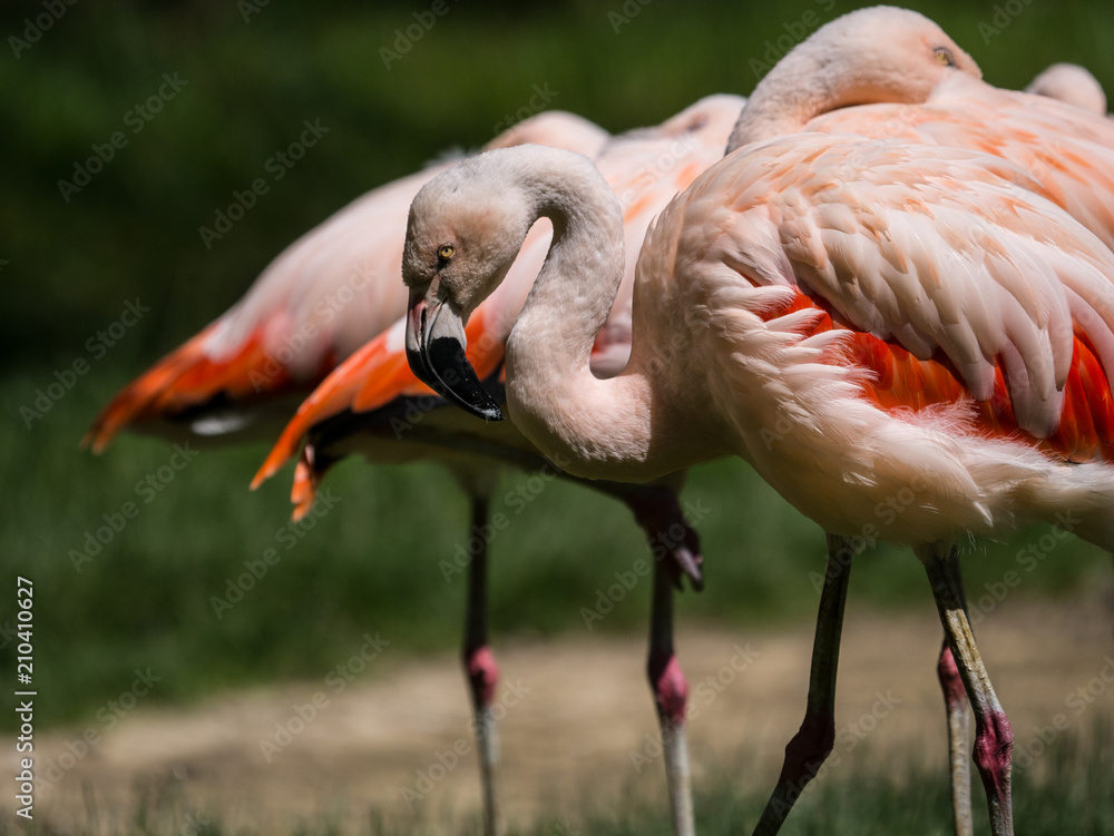 Naklejka premium Flamants roses