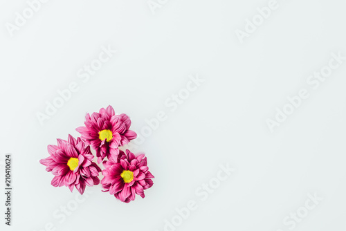 top view of beautiful pink chrysanthemum flowers in milk backdrop