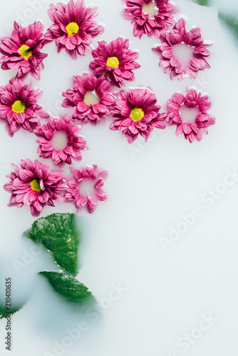 top view of beautiful pink chrysanthemum flowers and green leaves in milk backdrop