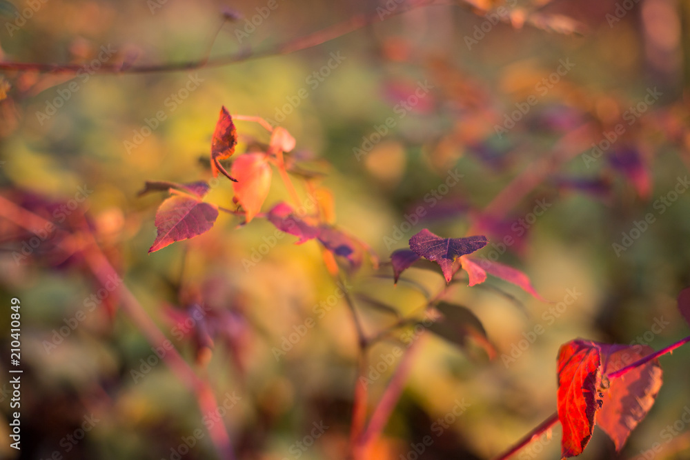 Colorful fall background with soft focus. Beautiful bright autumn leaves at sunset Colorful fall background with soft focus. Beautiful bright autumn leaves at sunset