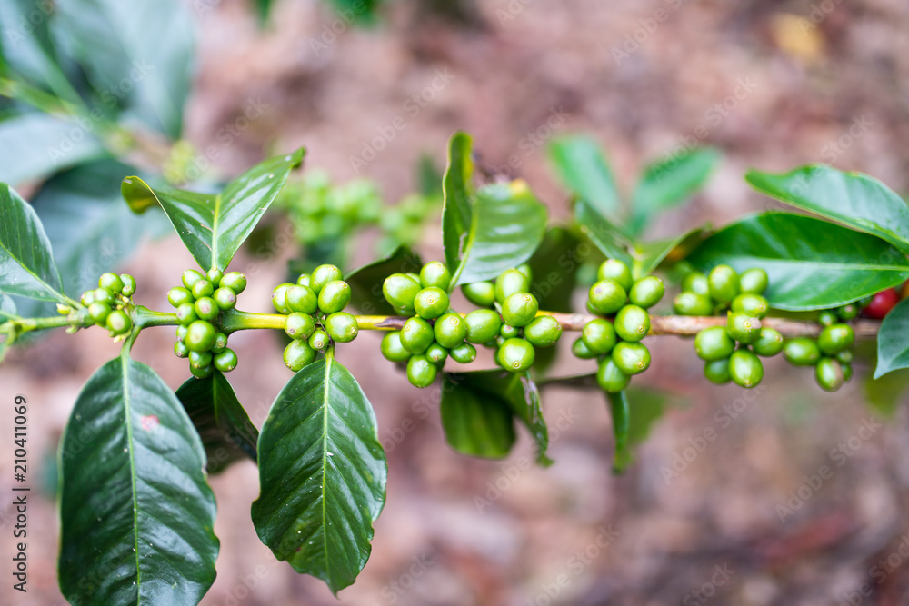 Closeup of green coffee plant in Jerico, Colombia in the state of Antioquia. Closeup of green coffee plant in Jerico, Colombia in the state of Antioquia.