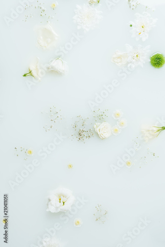 top view of beautiful white and green chrysanthemum flowers and gypsophila in milk