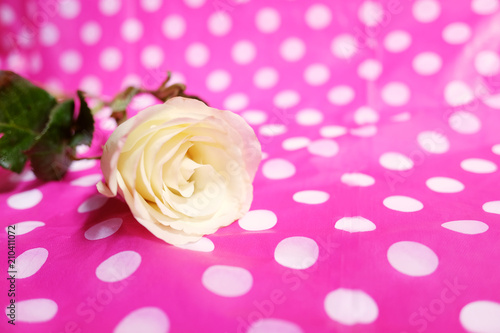 White roses on pink color poka dot fabric tablecloth background. Use for Valentine day and vintage style concept.Copy space. photo