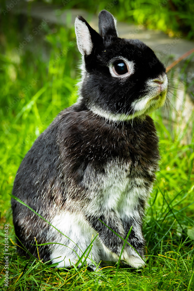 Male netherland top dwarf rabbit