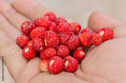 harvest of ripe strawberries