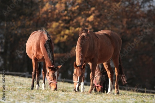 Grazing horses in late autumn