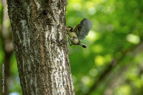 巣立ち初日のシジュウカラ幼鳥。高く飛べないので生き残るために、自力で木に登ります
