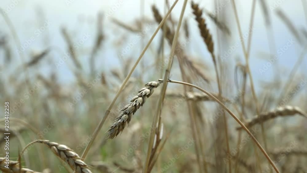 Yellow wheat sway in the wind. Wheat growing on field - golden heads of grain stiff shine in the wind. 4K Yellow wheat sway in the wind. Wheat growing on field - golden heads of grain stiff shine in the wind. 4K