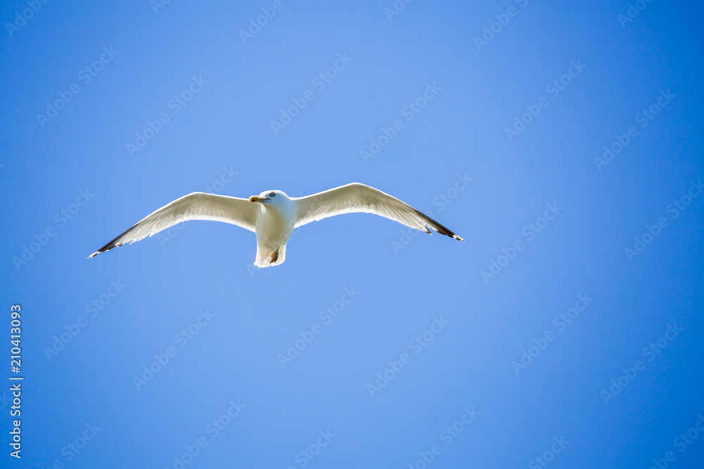 Obraz premium Mouette en plein vol sur fond de ciel bleu