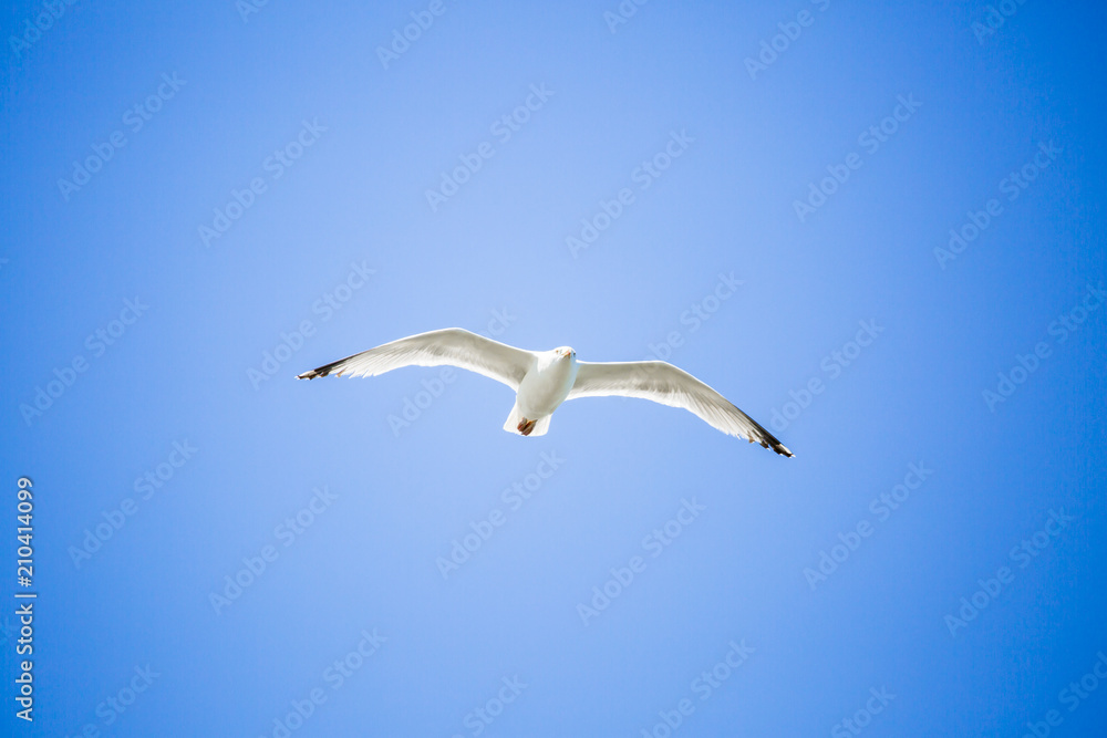 Mouette en plein vol sur fond de ciel bleu Mouette en plein vol sur fond de ciel bleu