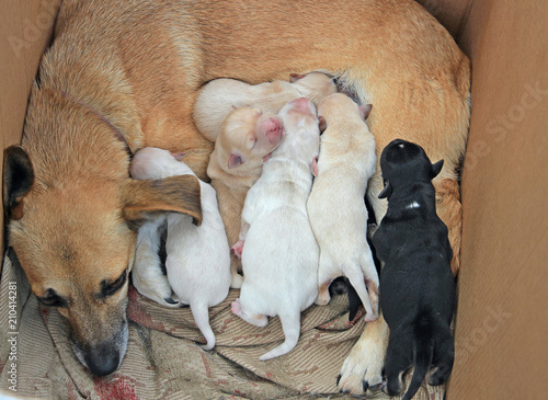 small blind pups looking for mother's milk © sosnytskyi