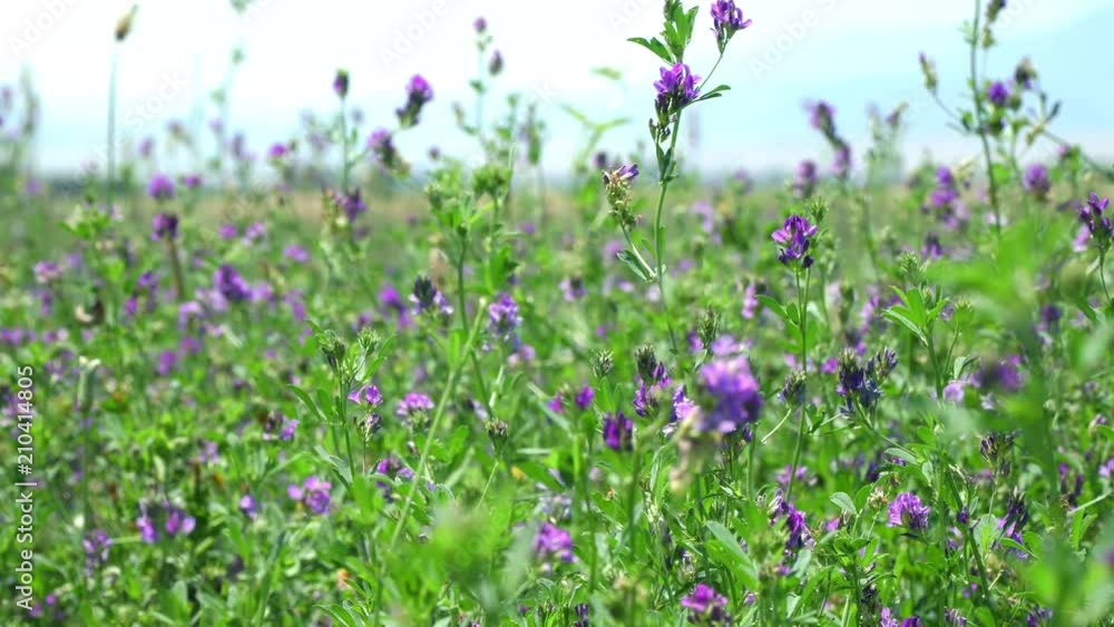 Flowering in a meadow. Flowers of clover and various kinds of grass sway in the wind under the bright day sun. Closeup, 4K video Flowering in a meadow. Flowers of clover and various kinds of grass sway in the wind under the bright day sun. Closeup, 4K video