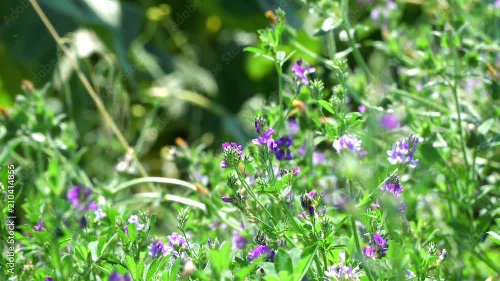 Flowering in a meadow. Flowers of clover and various kinds of grass sway in the wind under the bright day sun. Closeup, 4K video Flowering in a meadow. Flowers of clover and various kinds of grass sway in the wind under the bright day sun. Closeup, 4K video