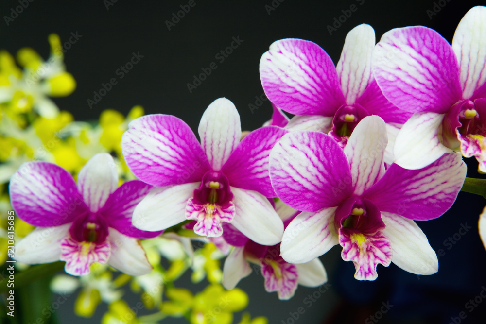 Obraz premium Beautiful blooming orchid photographed close-up.