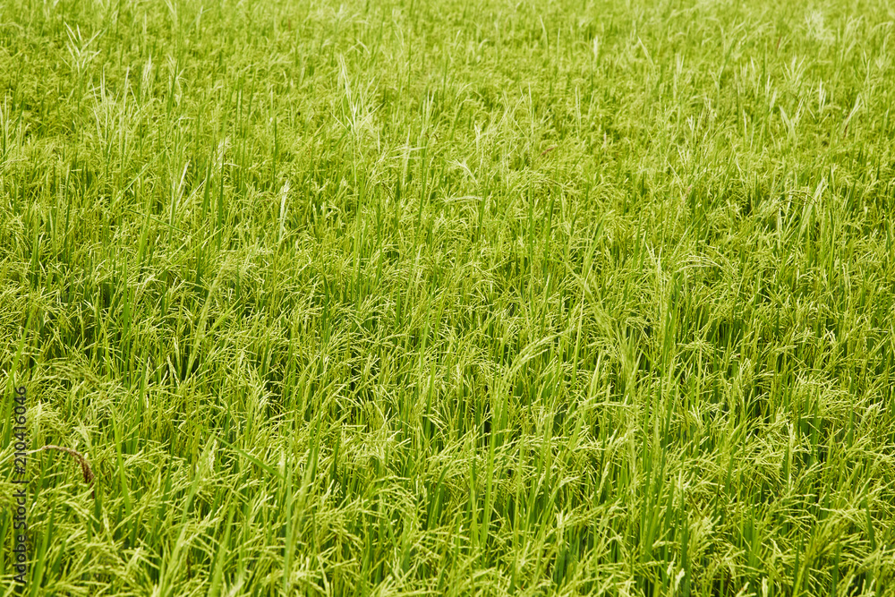 In the rice fields In the rice fields