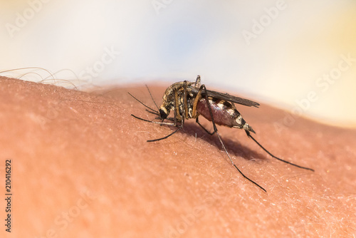 The mosquito drinks the blood of the human hand © spritnyuk