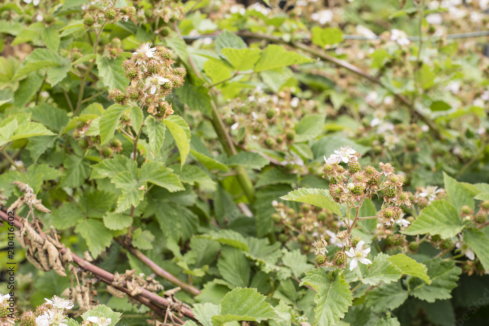 Green blackberry fruit on the plant. Green blackberry fruit on the plant.