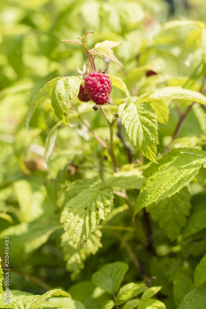 A ripe red fruit of raspberry on a plant. A ripe red fruit of raspberry on a plant.