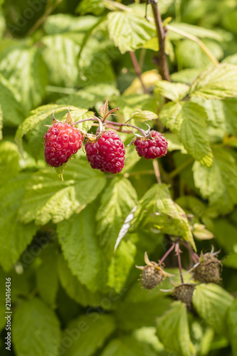A ripe red fruit of raspberry on a plant.