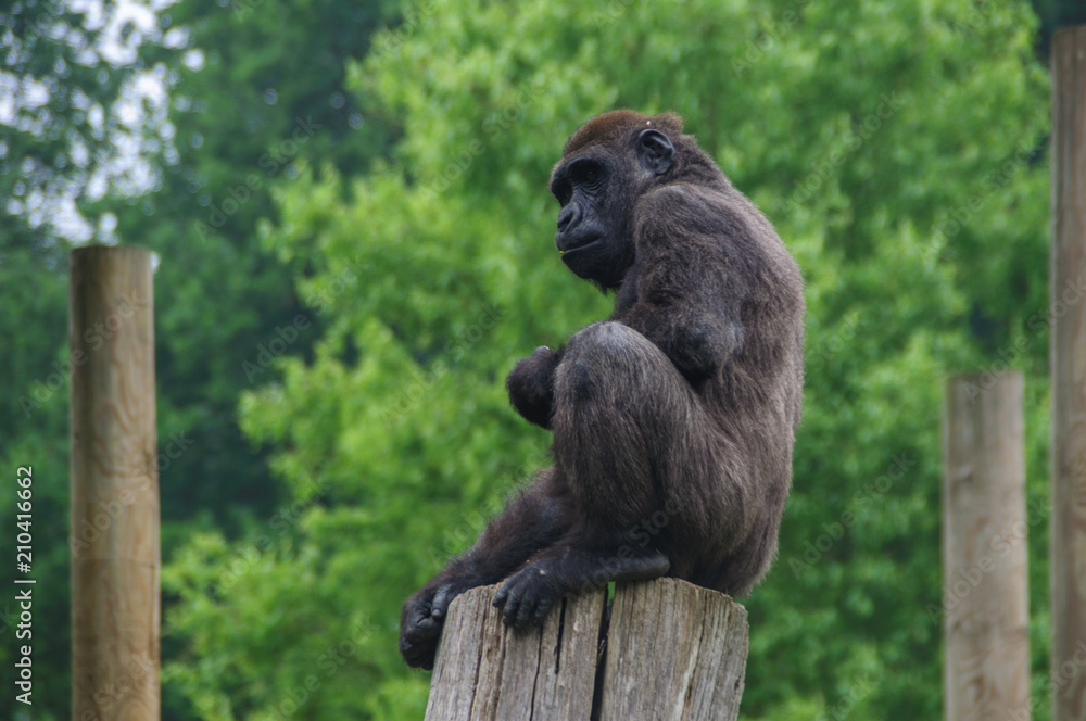 Naklejka premium Gorilla sitting on a tree stump.