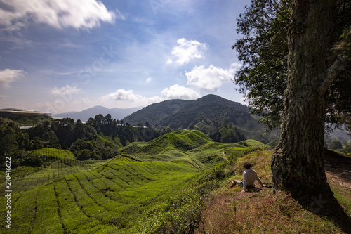 Cameron Highlands photo