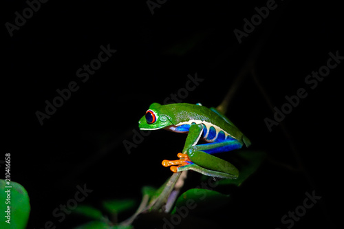 Red eyed tree frog in the jungle of Bijagua at Costa Rica