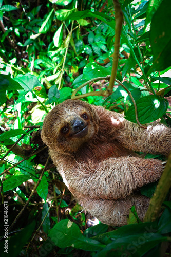 Three toed sloth selfie © Jeroen